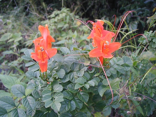 ヒメノウゼンカズラ