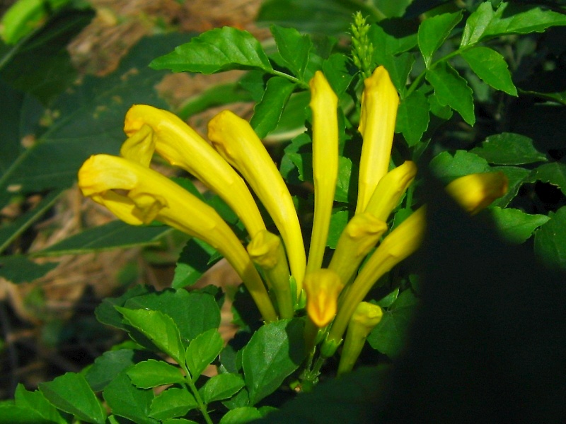 ヒメノウゼンカズラ