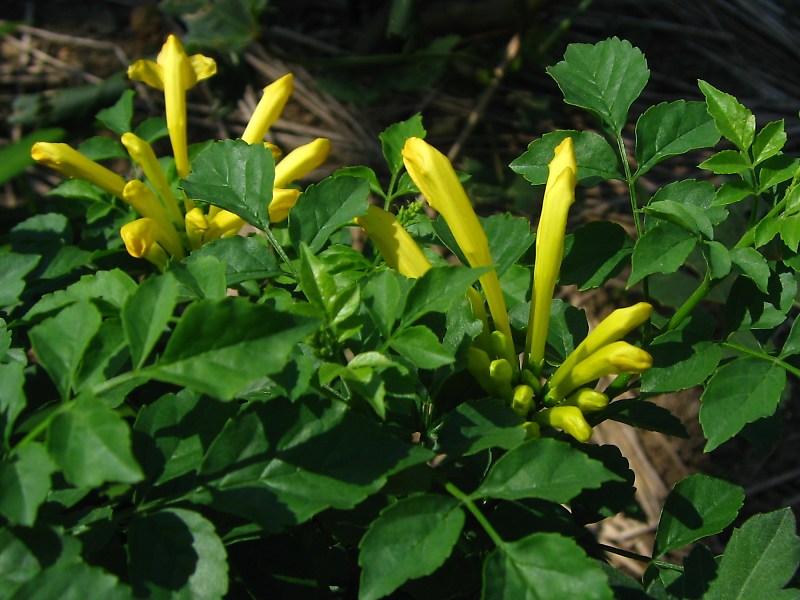 ヒメノウゼンカズラ