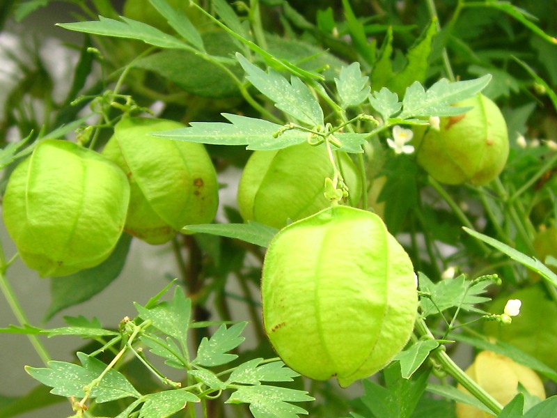 フウセンカズラ