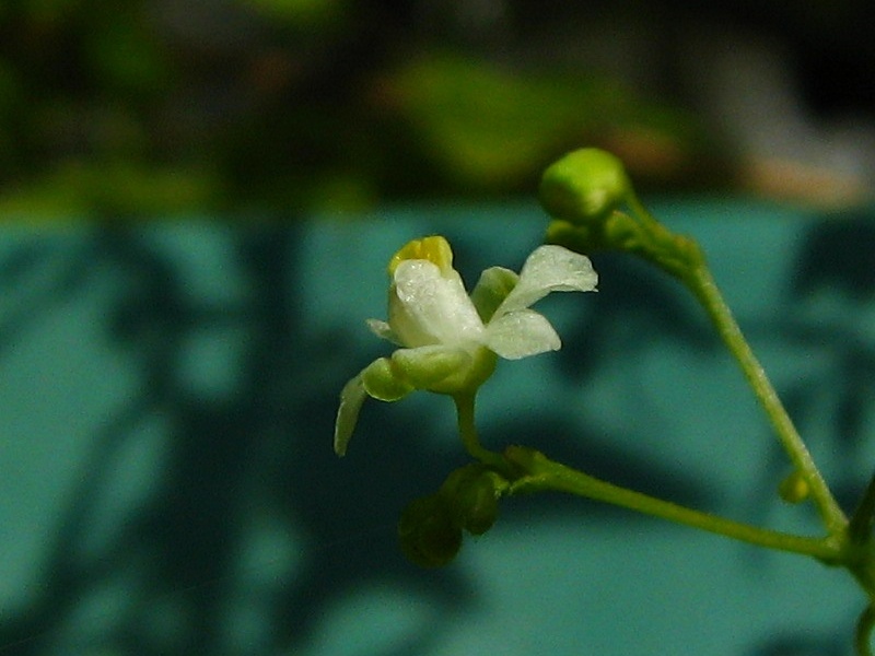 フウセンカズラ