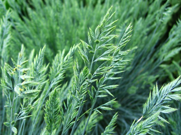 フェスツカ・オウィナ・グラウカ