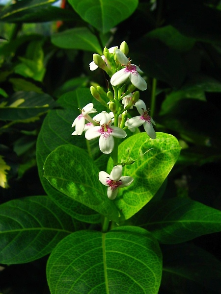 プセウデランテムム・レティクラツム・オウァリフォリウム