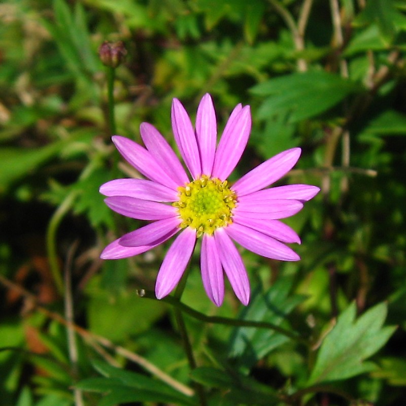 ブラキスコメ・ディヴェルシフォリア