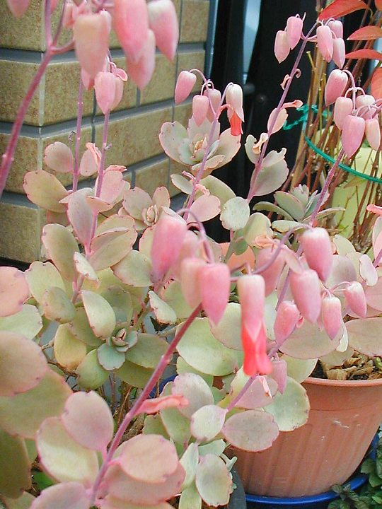 ブリオフィルム・フェドチェンコイ