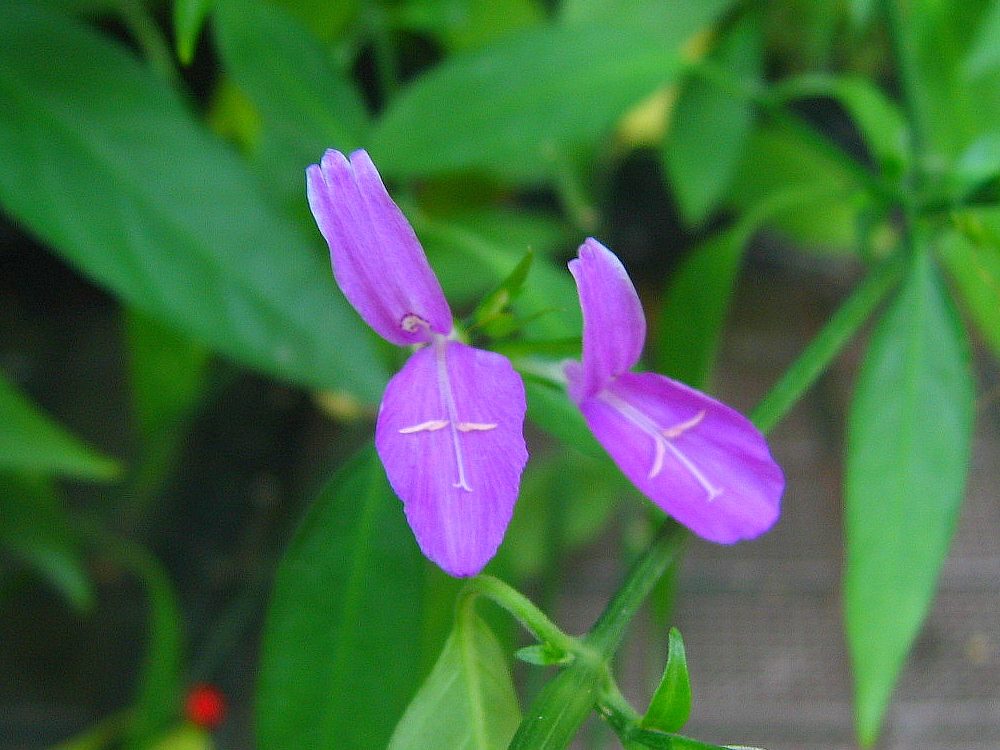 ペリストロフェ・ヒッソピフォリア