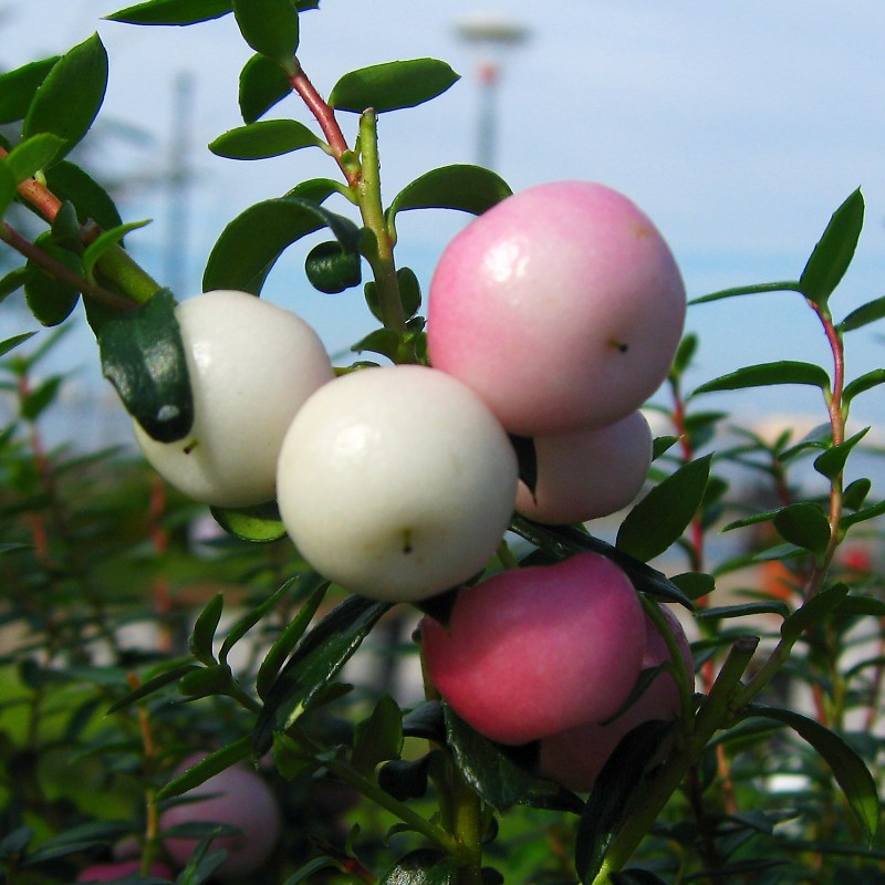 ペルネティア・ムクロナタ