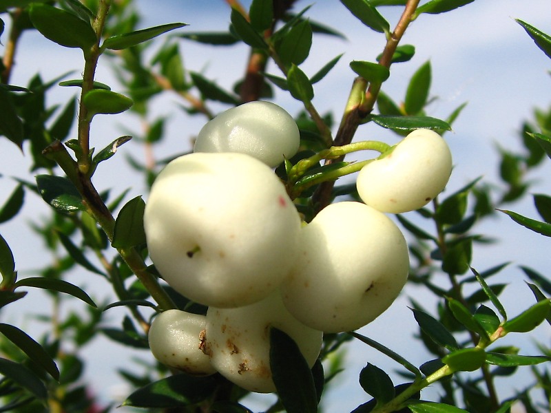 ペルネティア・ムクロナタ