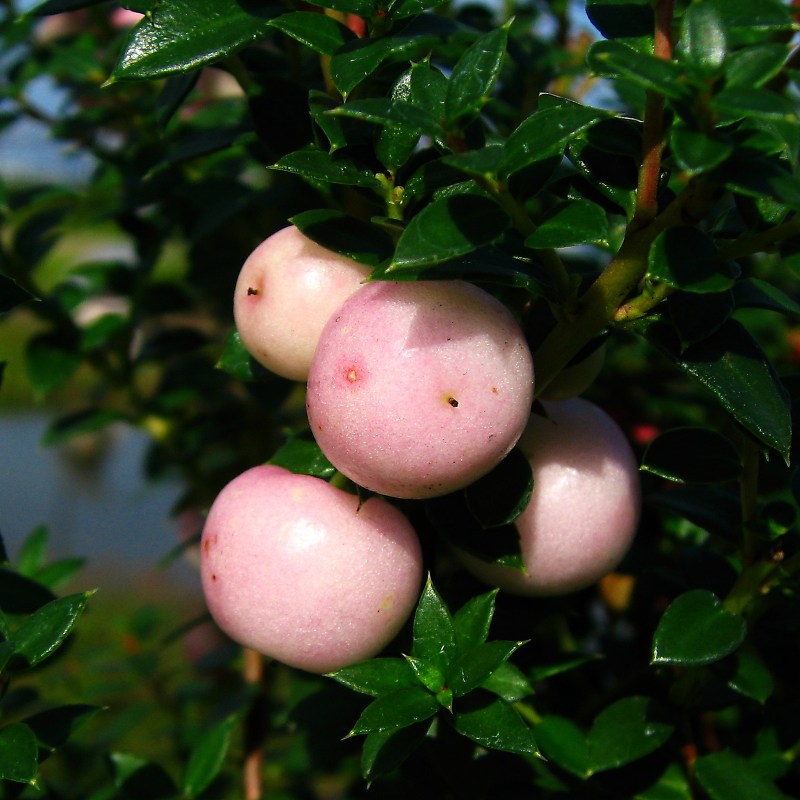 ペルネティア・ムクロナタ