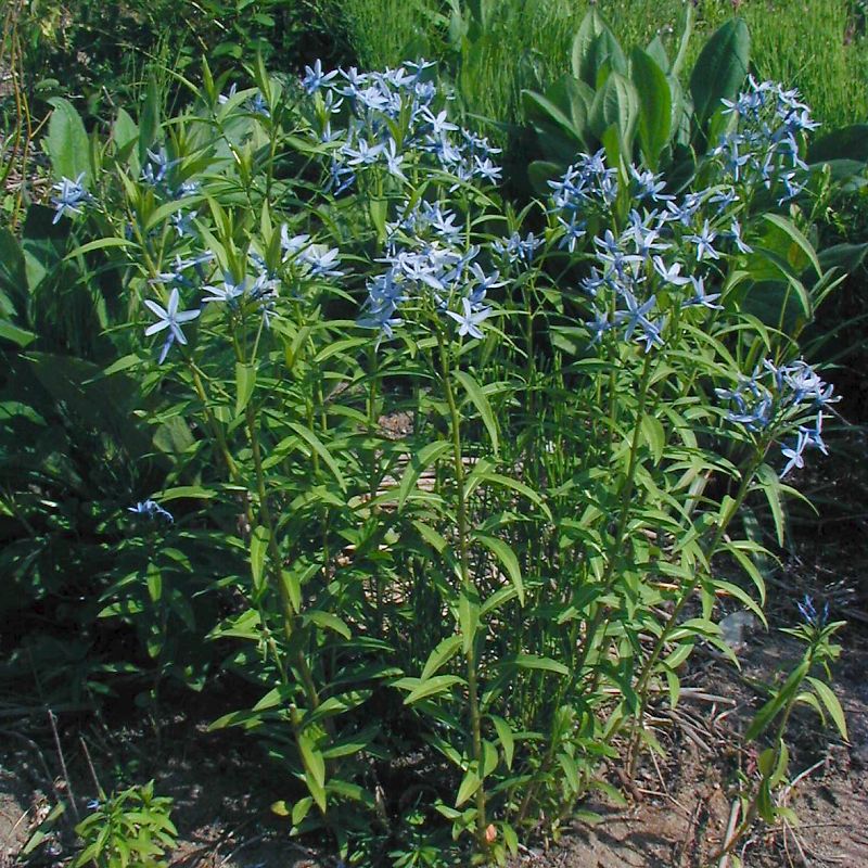 ホソバチョウジソウ