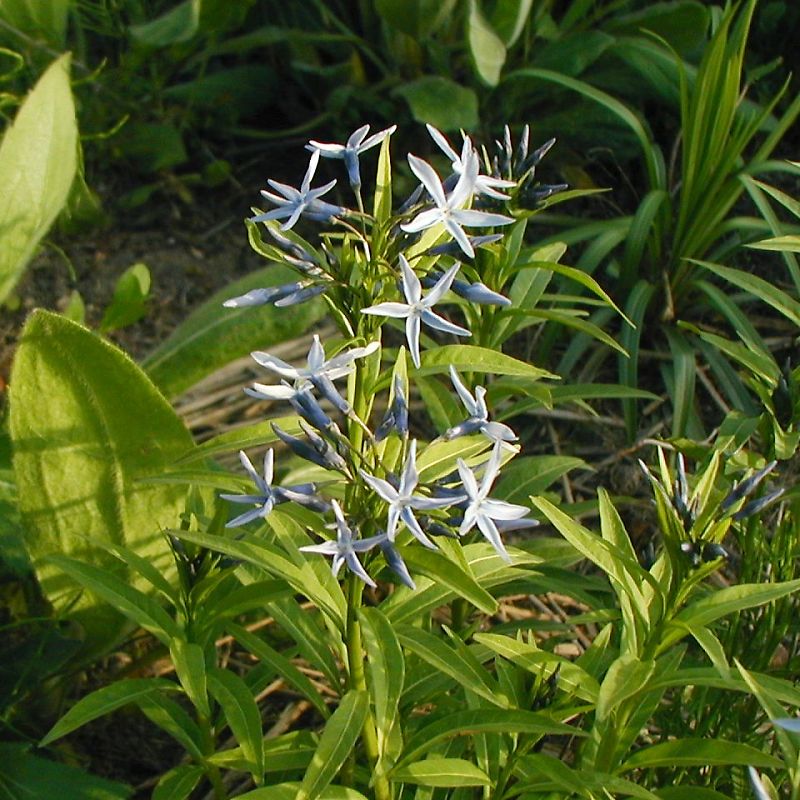 ホソバチョウジソウ