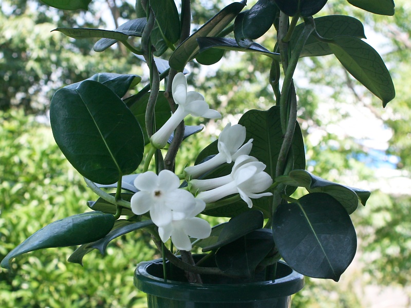 マダガスカルジャスミン