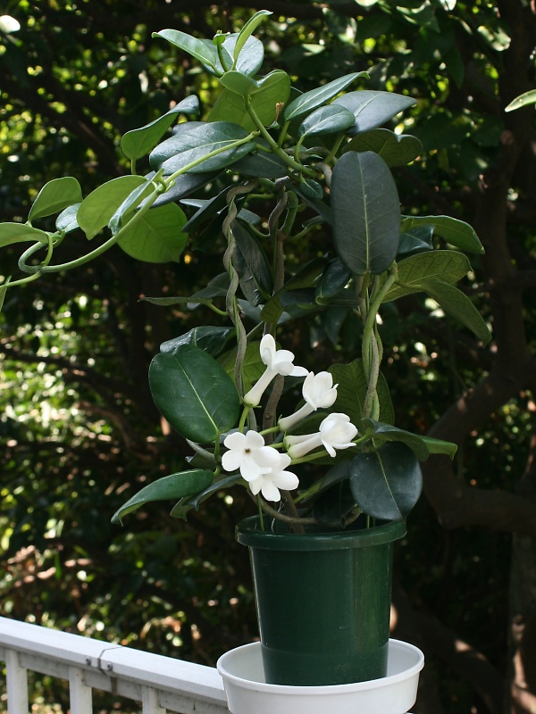 マダガスカルジャスミン