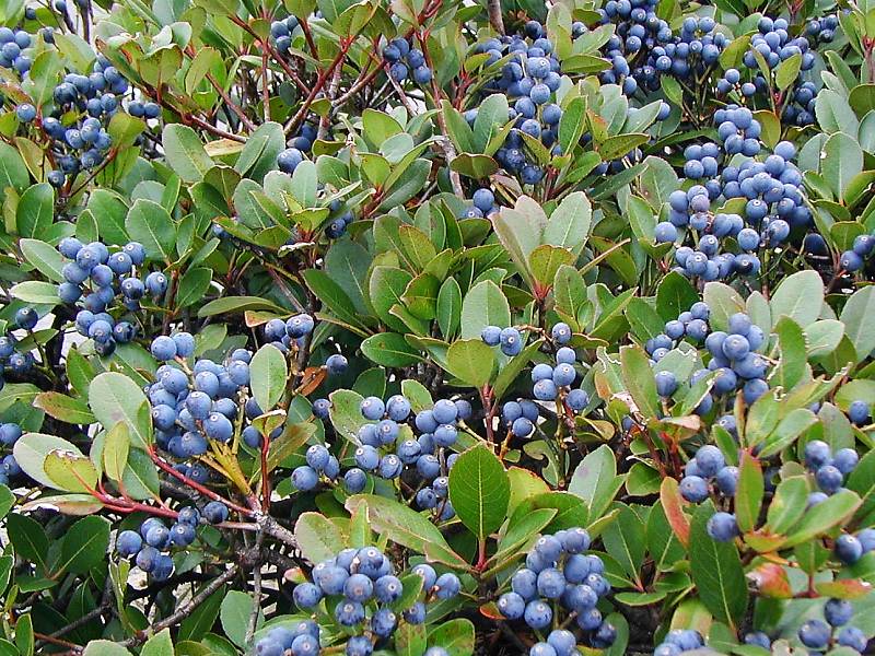 マルバジャリンバイ