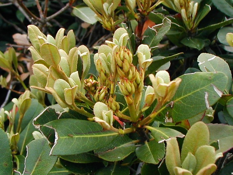 マルバジャリンバイ