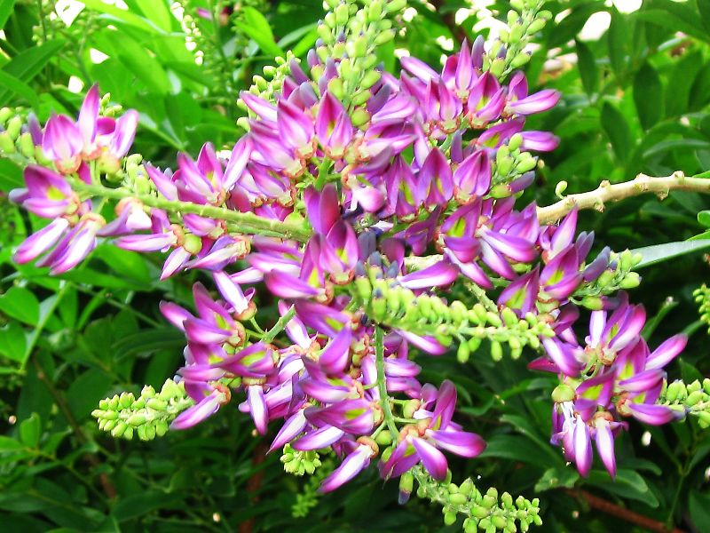 ムラサキナツフジ