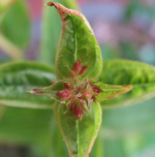 ヤクシマヒメノボタン