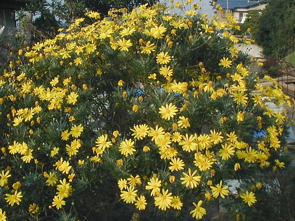 ユリオプスデージー