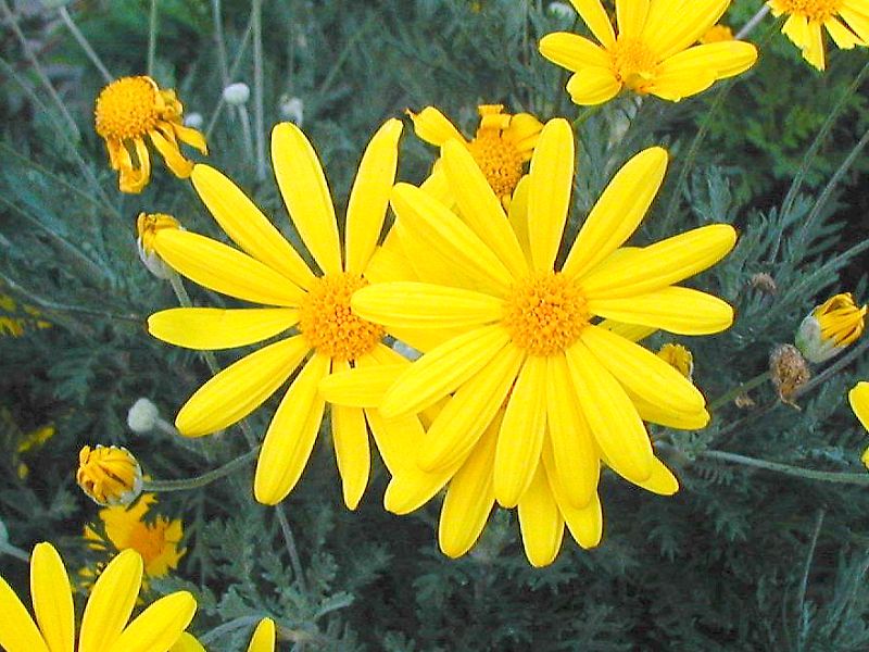 ユリオプスデージー