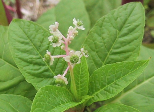 ヨウシュヤマゴボウ