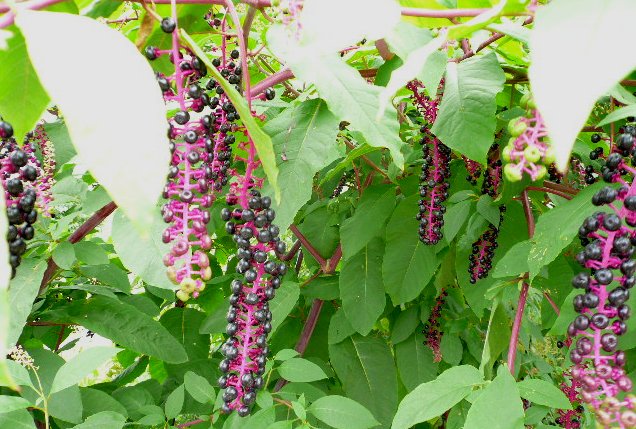 ヨウシュヤマゴボウ