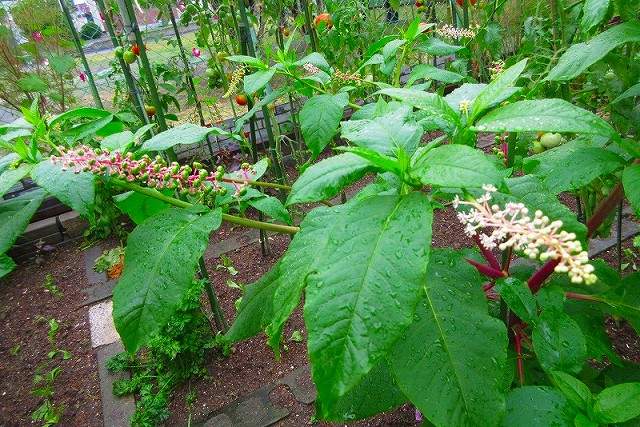 ヨウシュヤマゴボウ