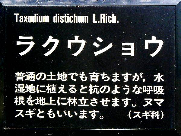 ラクウショウ