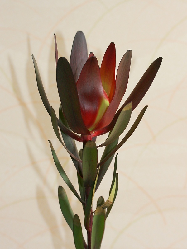 リューカデンドロン