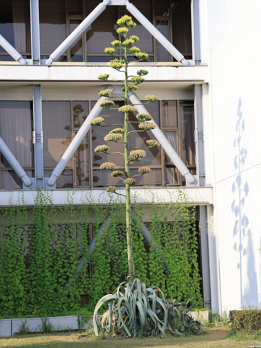 リュウゼツラン