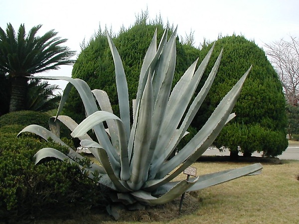 リュウゼツラン