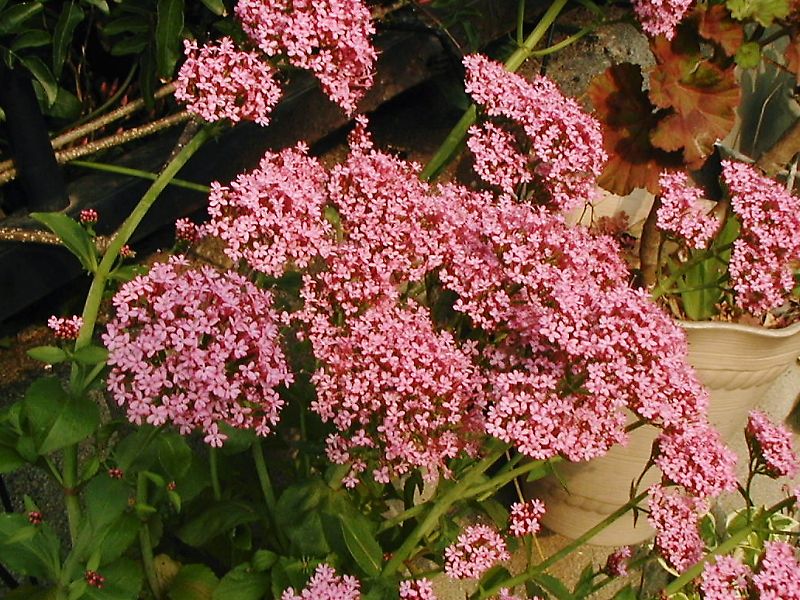 レッド・バレリアン