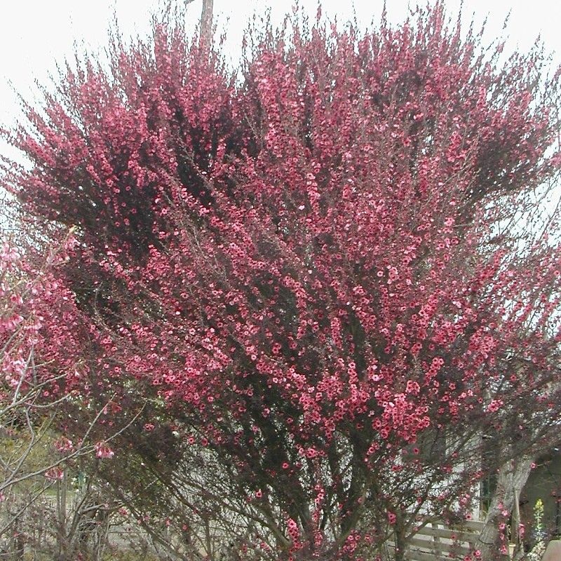 レプトスペルムム