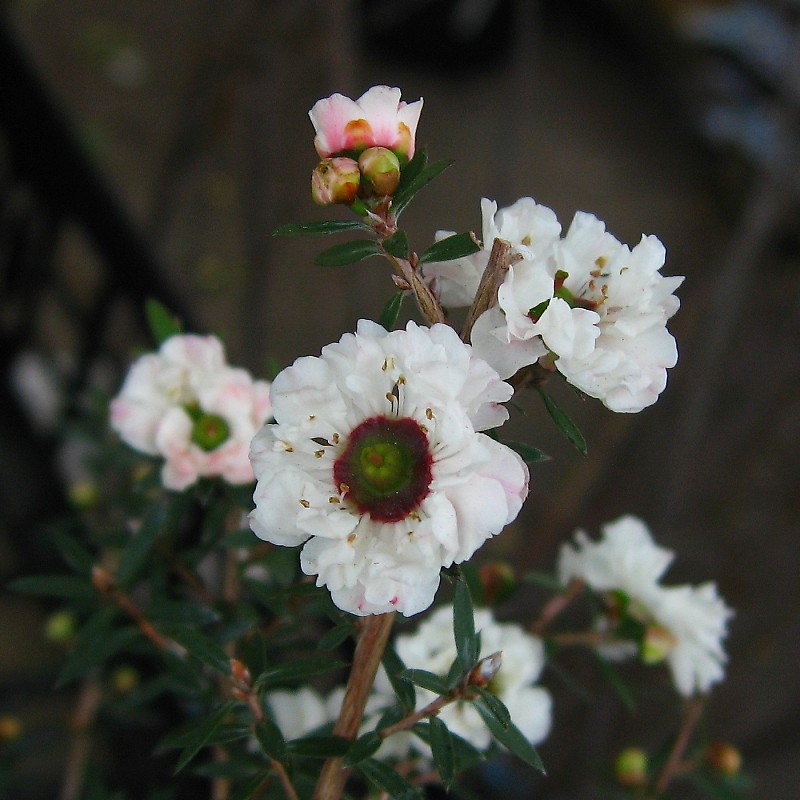 レプトスペルムム