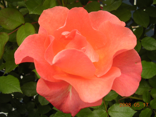 プリンセス・ミチコ