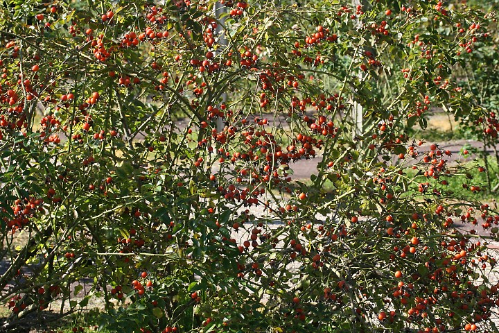 ウィリアム・ブース