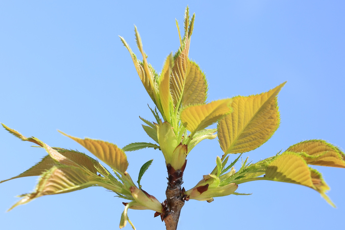 金柑の葉　確認用 金柑の葉 確認用 確認葉